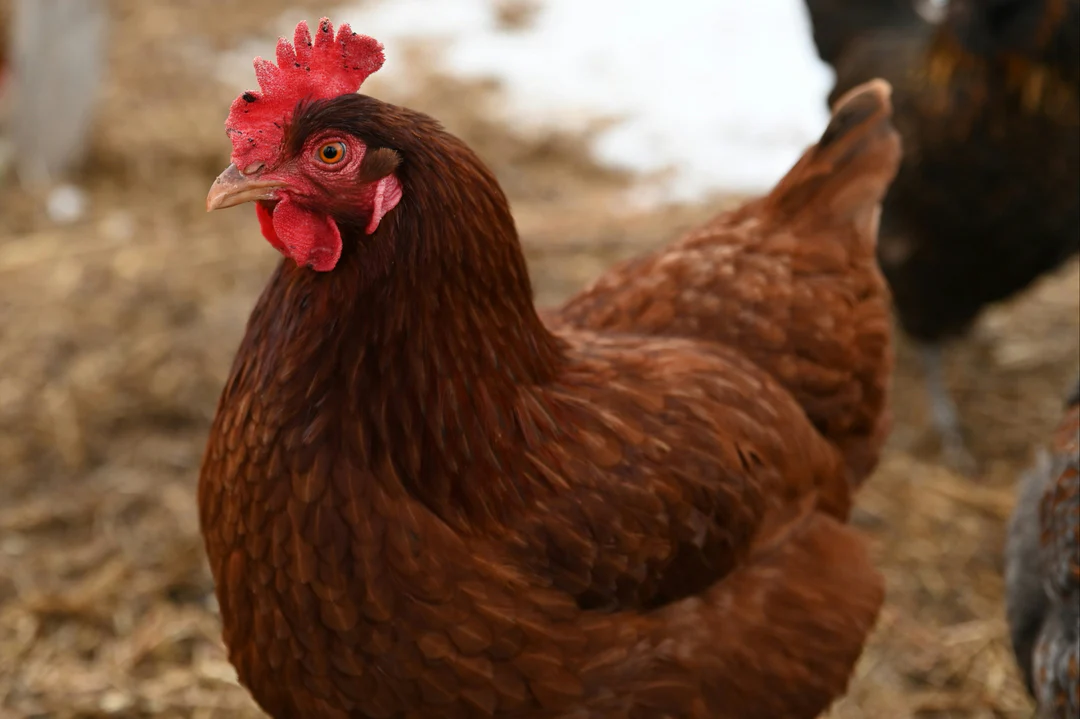 Rhode Island Red - poule pondeuse